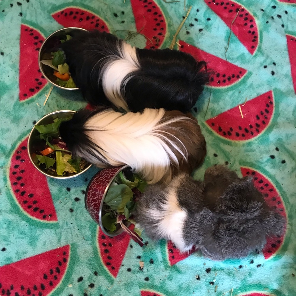 Meet your Posher, Ashley